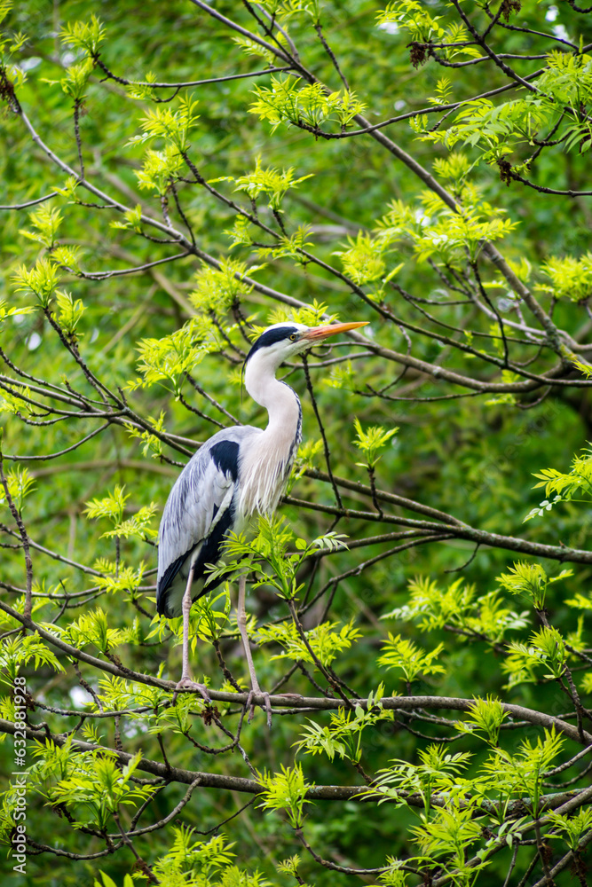 Fototapeta premium Grey heron