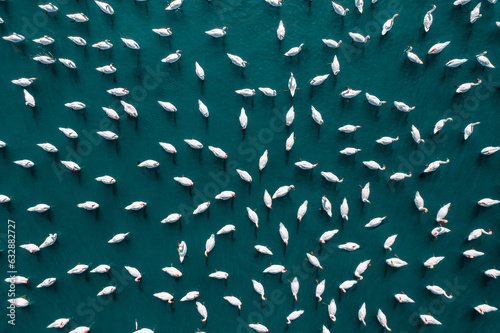 Aerial view of flock of swans