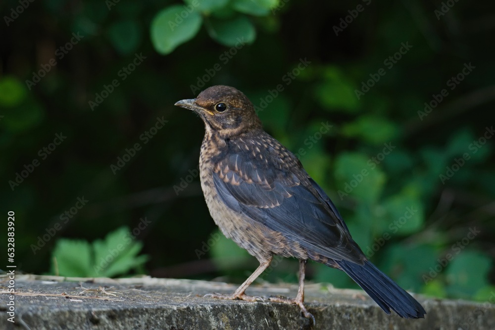 A blackbird female (Turdus merula) by a pond A blackbird female (Turdus merula) by a pond