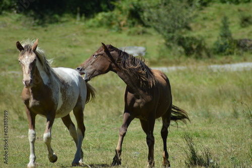 cheval en liberté - Lac d'Estaing © Clarisse