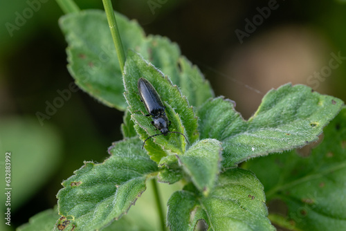 Beetle crawling on a stalk of grass .Insects are very active during the day.The Latin name for the beetle is Ctenicera pectinicornis.