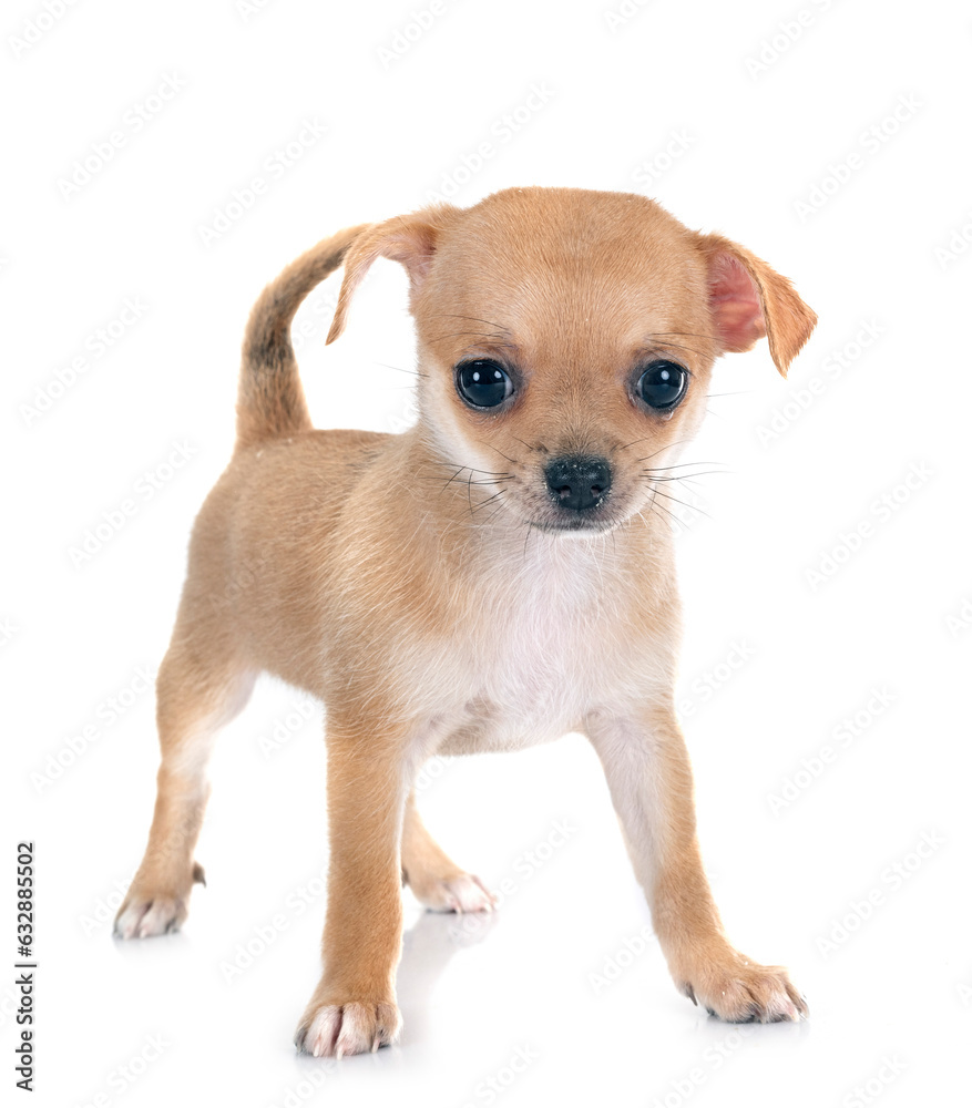 chihuahua in studio chihuahua in studio