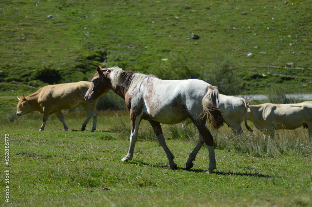 cheval en liberté - Lac d'Estaing