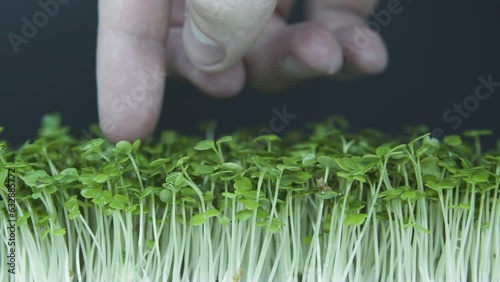 Eco food. Macro shot sprouth. Young seedlings of edible vegetables and herbs. Grow microgreens at home. Men preparing fresh grain bread with salad from microgreens. At home grown superfood. photo