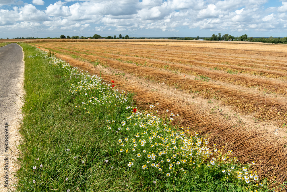 Rouissage d'un champ de lin par une belle journée d'été. Adventice matricaire camomille  en bordure de champ. Ciel avec nuages - obrazy, fototapety, plakaty 