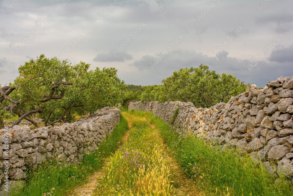 An olive grove in the spring landscape near Loziscz village on Brac Island in Croatia
