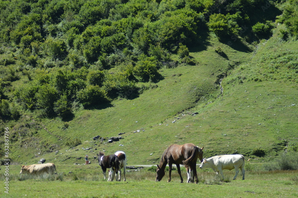 cheval en liberté - Lac d'Estaing