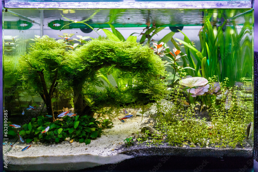 Aquarium with some tropical fishes Aquarium with some tropical fishes