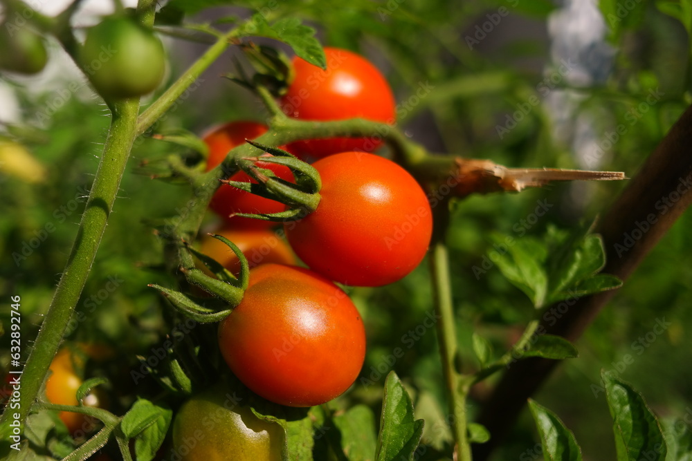 small tomatoes on a bush. cherry tomatoes. bunches of tomatoes. home garden. growing organic food.