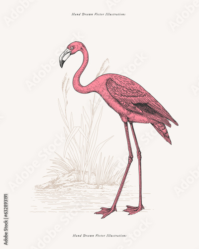 Pink flamingo. Exotic bird in engraving style. Element for the design of postcards, books. Vector illustration on a light isolated background.
