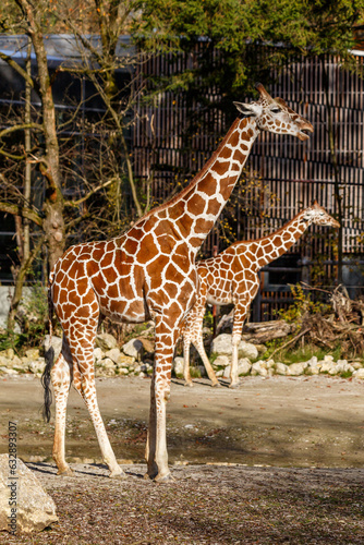 Two giraffe in a zoo enclosure