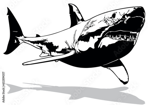 Drawing of a Great White Sh...