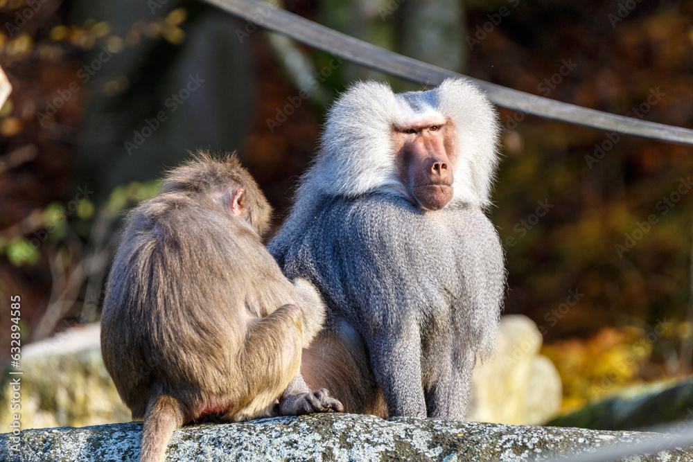 Obraz premium Hamadryas Baboon (Papio hamadryas)