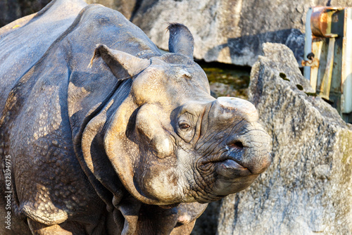 Rhinoceros © Serjedi