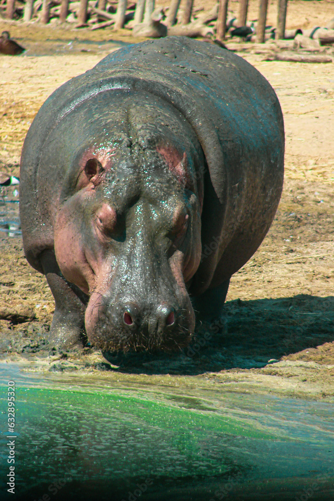 A large gray hippopotamus in full height in its habitat, close-up portrait photo by the water. Safari around the desert sand birds. The wild nature. A large gray hippopotamus in full height in its habitat, close-up portrait photo by the water. Safari around the desert sand birds. The wild nature.