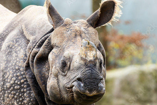Rhinoceros © Serjedi