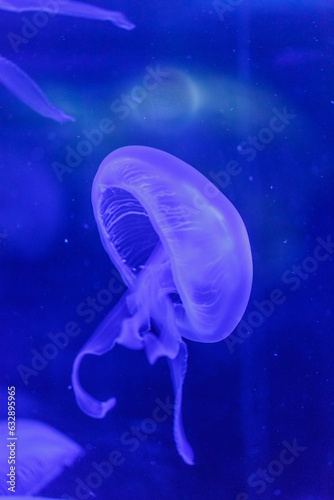 blue jelyfishes © Serjedi
