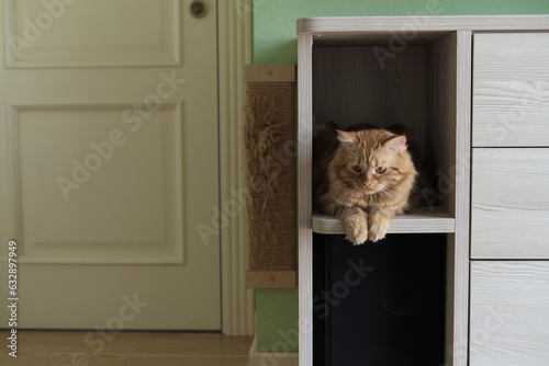 Interior design isn't just about aesthetics. it's about functionality too. charming ginger cat enjoying peaceful moment on cabinet shelf. blend of pet-friendly functionality and stylish design photo