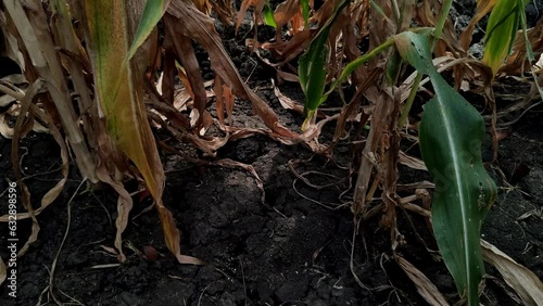 Camera shoot from bottom to top of green corn stalks among green leaves on summer under cloudy sky