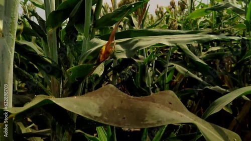 Camera shoot from bottom to top of green corn stalks among green leaves on summer under cloudy sky