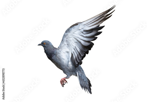 Action scene of rock pigeon flying in the air isolated on white background.