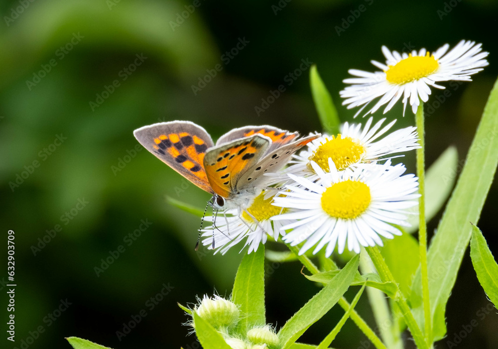 A closeup of a butterfly with orange wings with black spots drinking from a daisy in the mountains in Nagasaki Prefecture, Japan. A closeup of a butterfly with orange wings with black spots drinking from a daisy in the mountains in Nagasaki Prefecture, Japan.