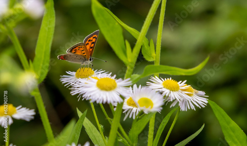 A closeup of a butterfly with orange wings with black spots drinking from a daisy in the mountains in Nagasaki Prefecture, Japan. 