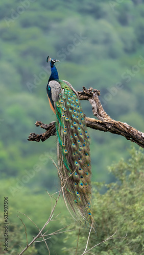 Fotografi Indian peafowl (Pavo cristatus) perched on a branch