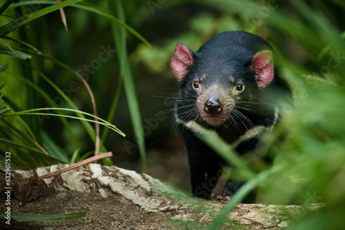 Portrait of Tasmanian devil, Sarcophilus harrisii,the largest carnivorous marsupial native to Tasmania island. Eye contact, blurred forest environment. Animal in human care.  photo