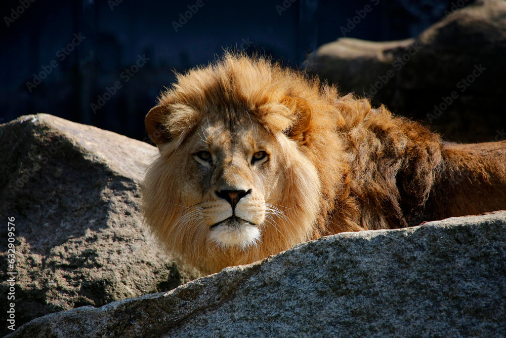 Naklejka premium Berberlöwe, auch Atlaslöwe oder Nubischer Löwe, Männchen