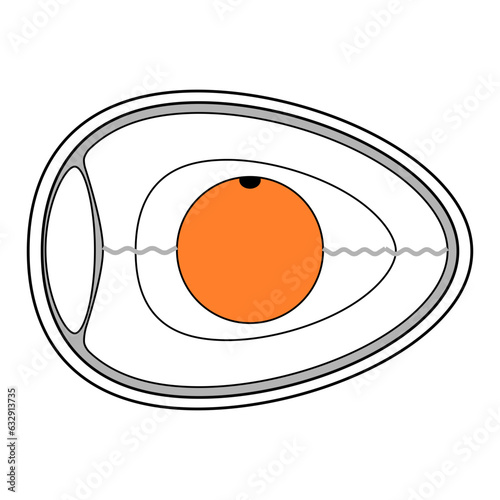 illustration of a chicken / bird egg and its structure photo