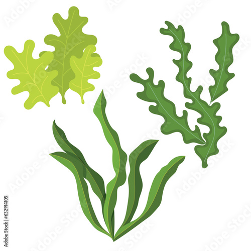 Vector cartoon image of underwater algae. The concept of aquarium decor. Plants on the ocean floor.