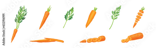 Carrot as Orange Root Vegetable Whole and Sliced Vector Set