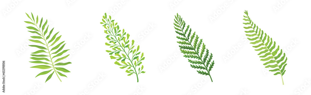 Fototapeta premium Green Tropical Frond as Plant Part on Stem Vector Set