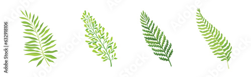 Green Tropical Frond as Plant Part on Stem Vector Set
