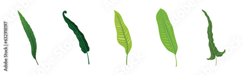 Green Tropical Frond as Plant Part on Stem Vector Set