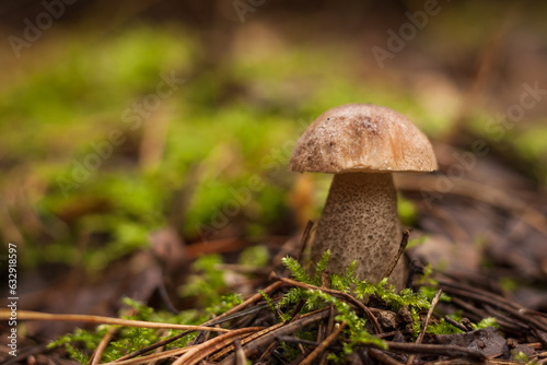 Edible mushroom brown cap boletus (Leccinum scabrum). Small depth of field