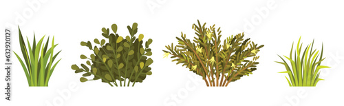 Green Bush with Leafy Stem as Outdoor Growth Vector Set photo