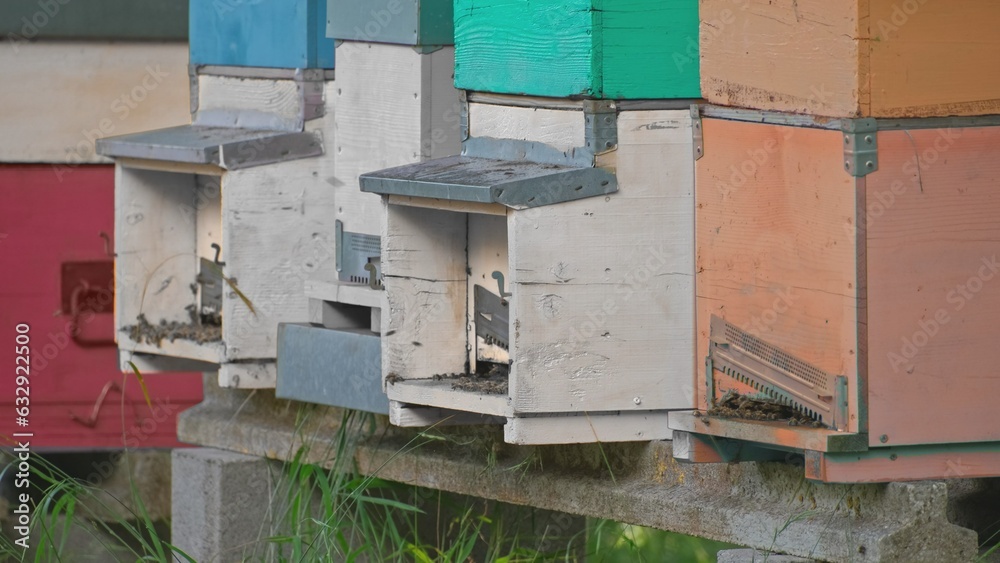 Honey Bees Insects Flying Around Apiary Wooden Beehive Boxes