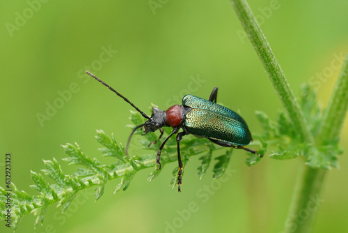 Closeup on the colorfull metallic green longhorn beetle, Gaurotes virginea on a green leaf photo