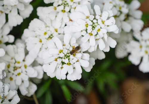White flowers of the periwinkle candytuft with a wild bee. Iberis sempervirens.
