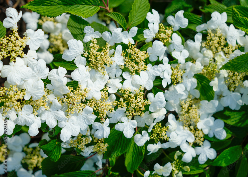 White flowers of Japanese snowball bush. Flowering plant close-up. Viburnum plicatum. Ornamental plant.
White flowers of Japanese snowball bush. Flowering plant close-up. Viburnum plicatum. Ornamental plant.