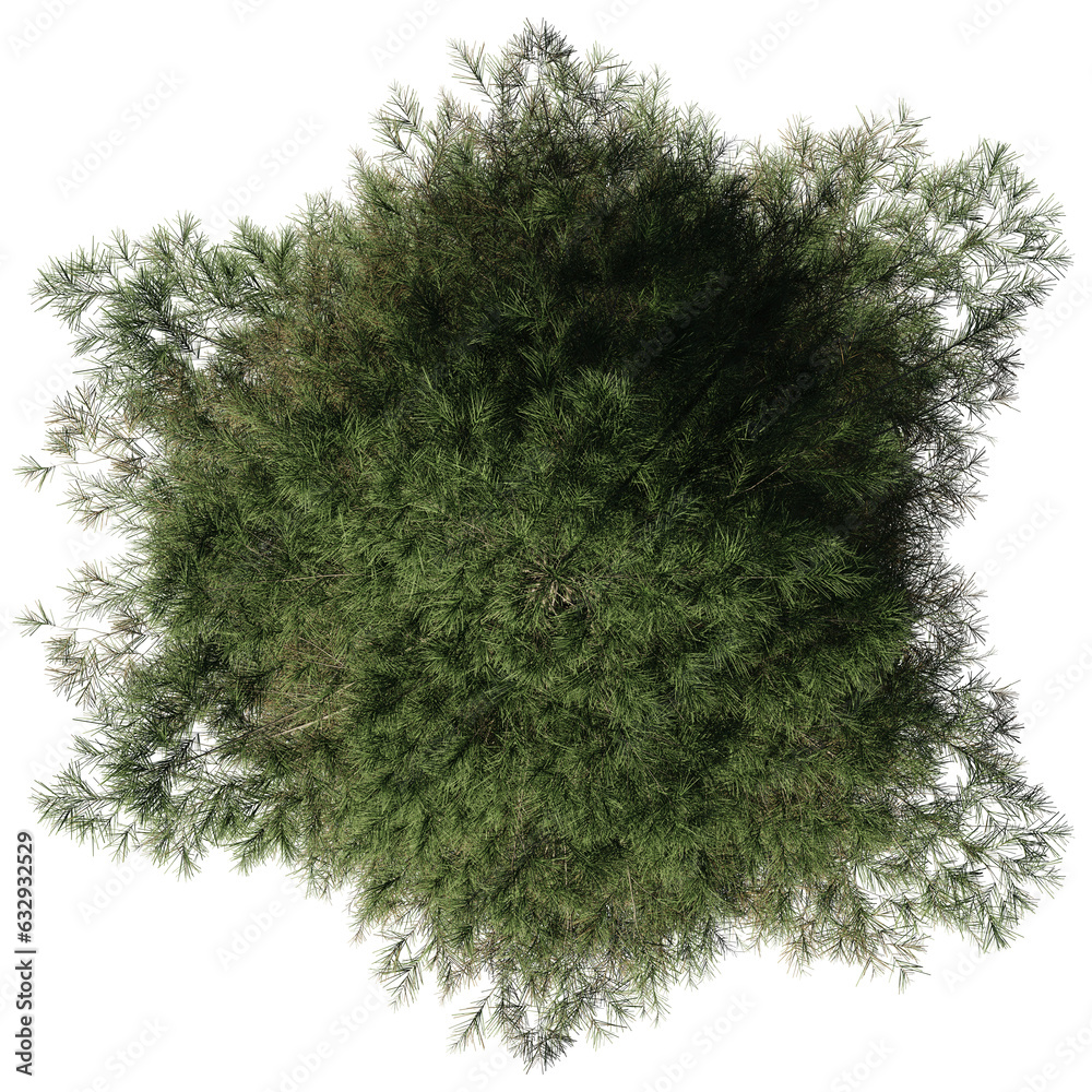 fir tree from above, beautiful lush plant isolated on transparent background