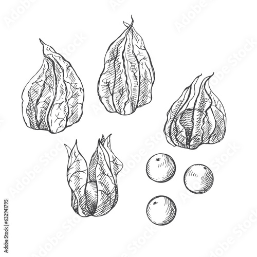 Physalis plant and berry drawing on isolated white background. Hand drawn Cape Gooseberry healthy fruit, vector illustration. Design element for print, card, label, template. Sketch with hatching 
