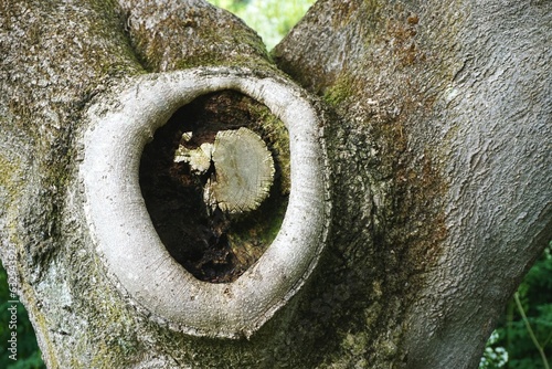 Closeup of tree trunk with overgrown bark forming circle around sawed off branch stub abstract horizontal nature pattern