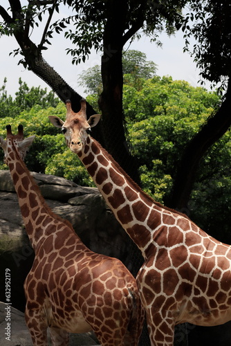 Giraffe/Chapultepec Zoo/CDMX/México 