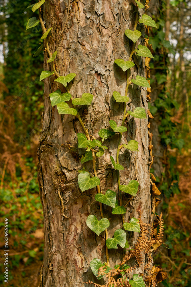 Obraz premium details from a deep forest