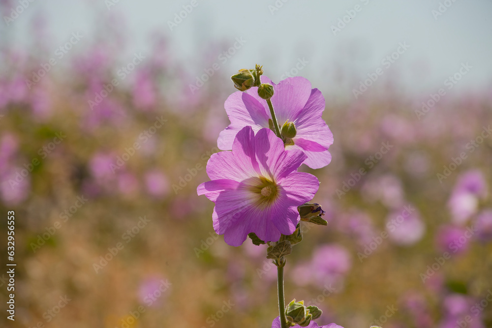 Pink marshmallow flower (Althaea officinalis) is a useful plant for human health. It is a common species in Europe, West Asia and North Africa. Pink marshmallow flower (Althaea officinalis) is a useful plant for human health. It is a common species in Europe, West Asia and North Africa.