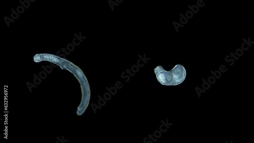 Parasitic worm cercaria Lecithaster salmonis under a microscope, class Trematoda. White Sea photo