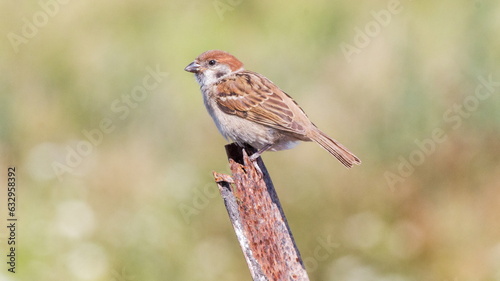 red backed shrike